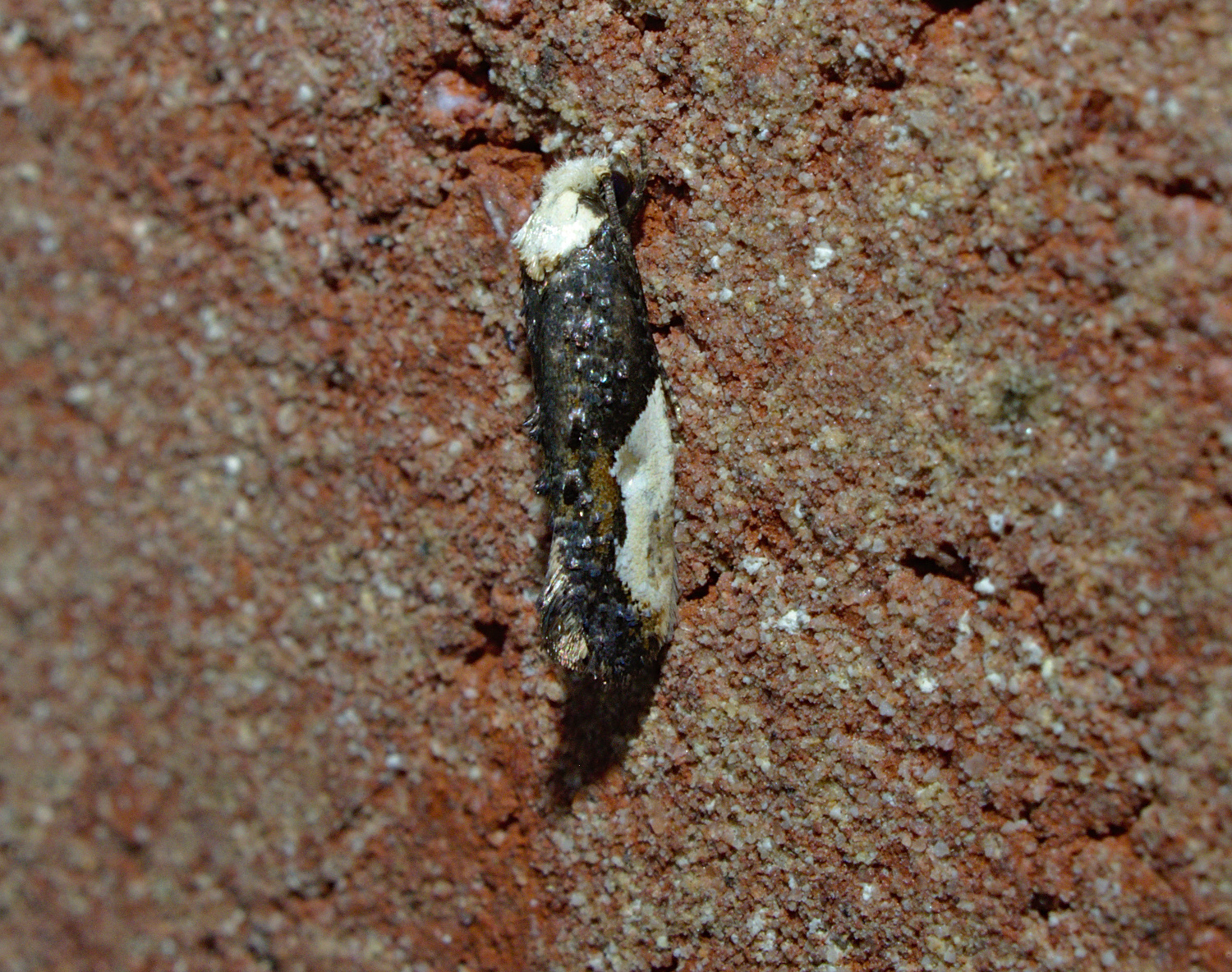 Pretty good bird crap mimic_20200713.jpg